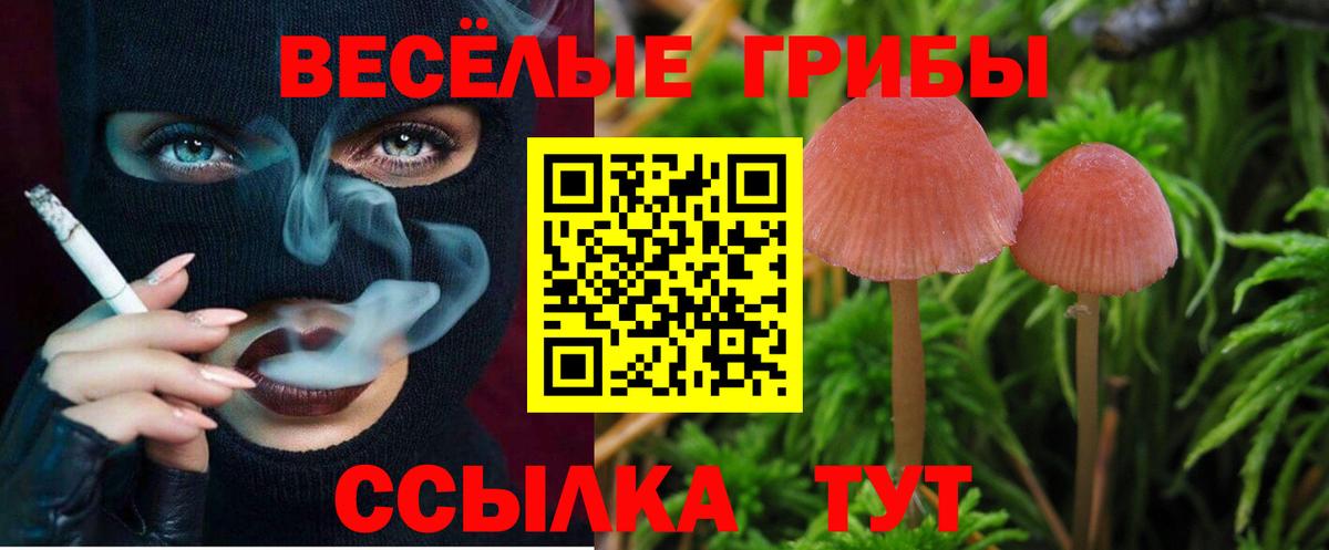 Краснодар  Галлюциногенные грибы MAGIC MUSHROOMS  купить  цена  Вход с VPN 